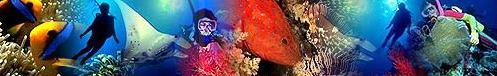 Scuba Divers